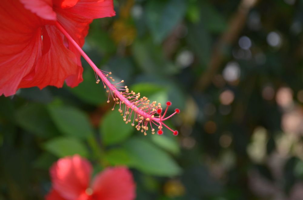 DSC_0549-Flower.jpg