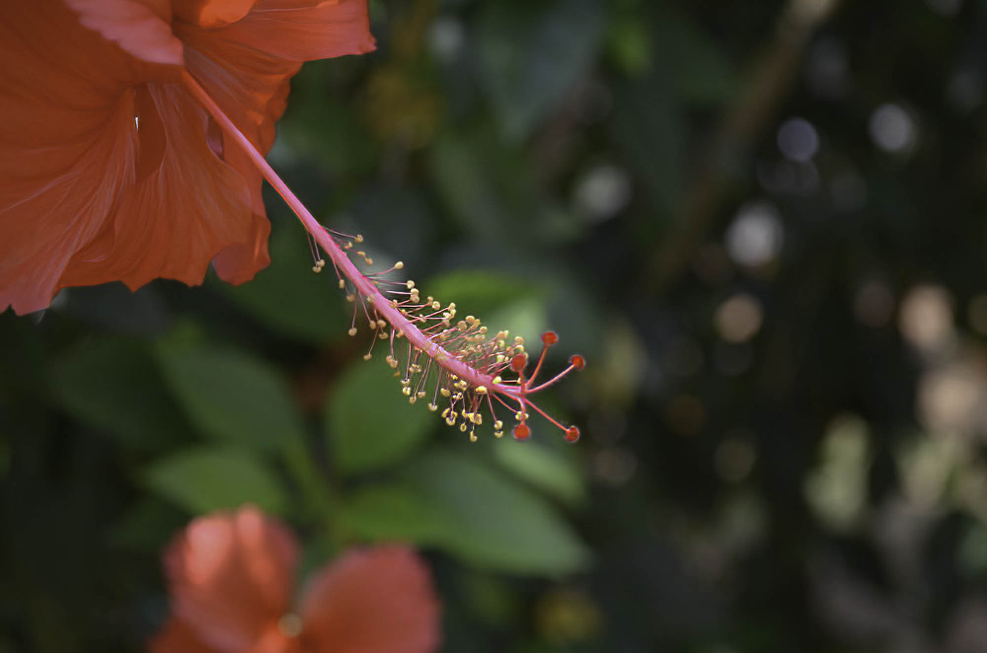 DSC_0549-Flower.jpg
