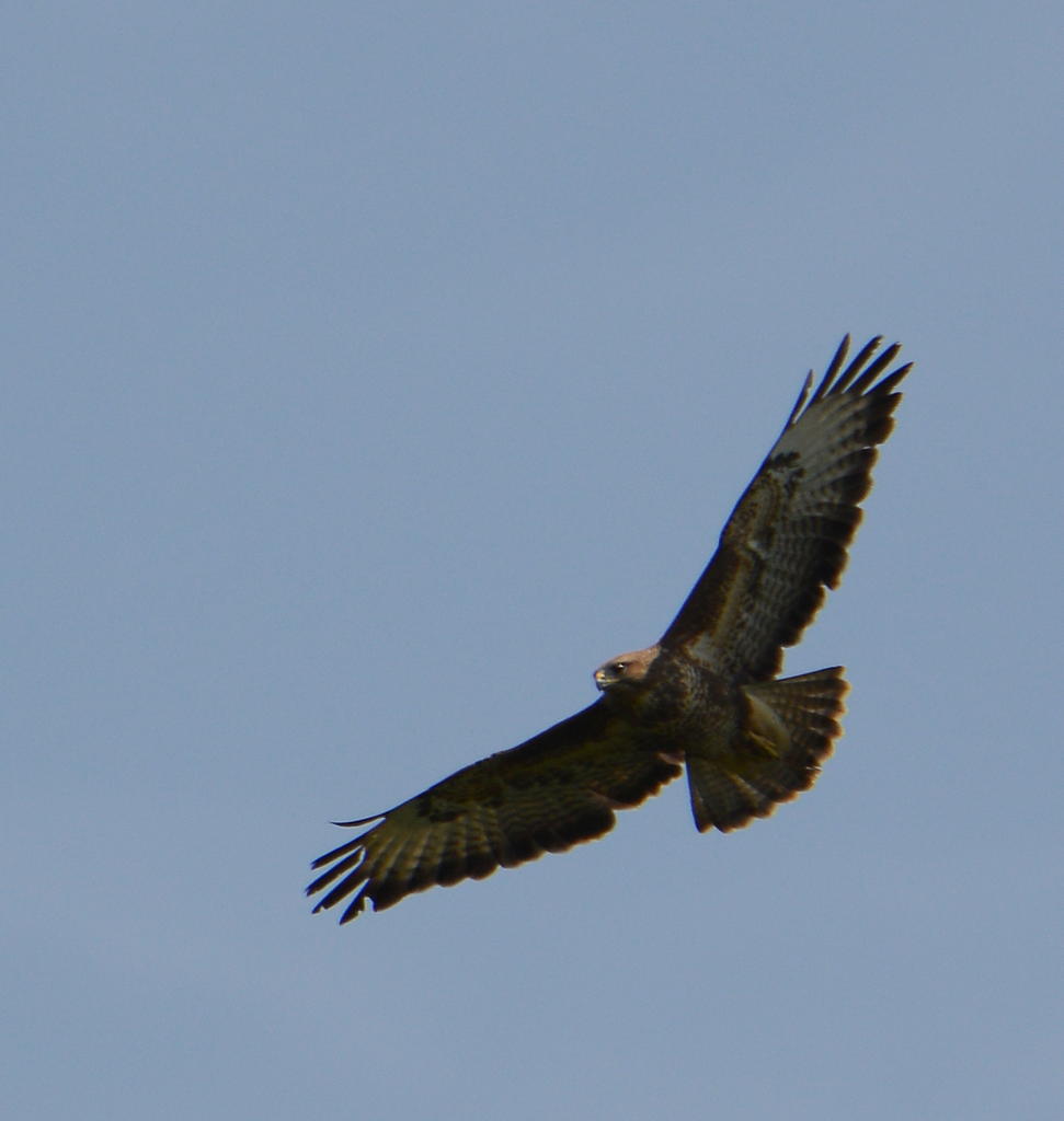 DSC_0550.jpg