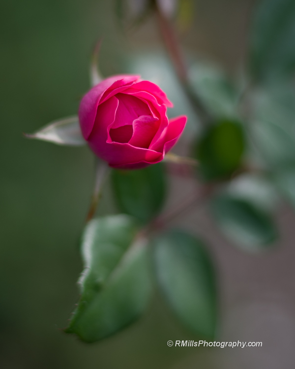 DSC_0551_3924-2.jpg