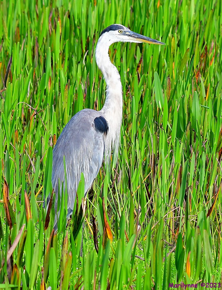 DSC_0556_001.JPG