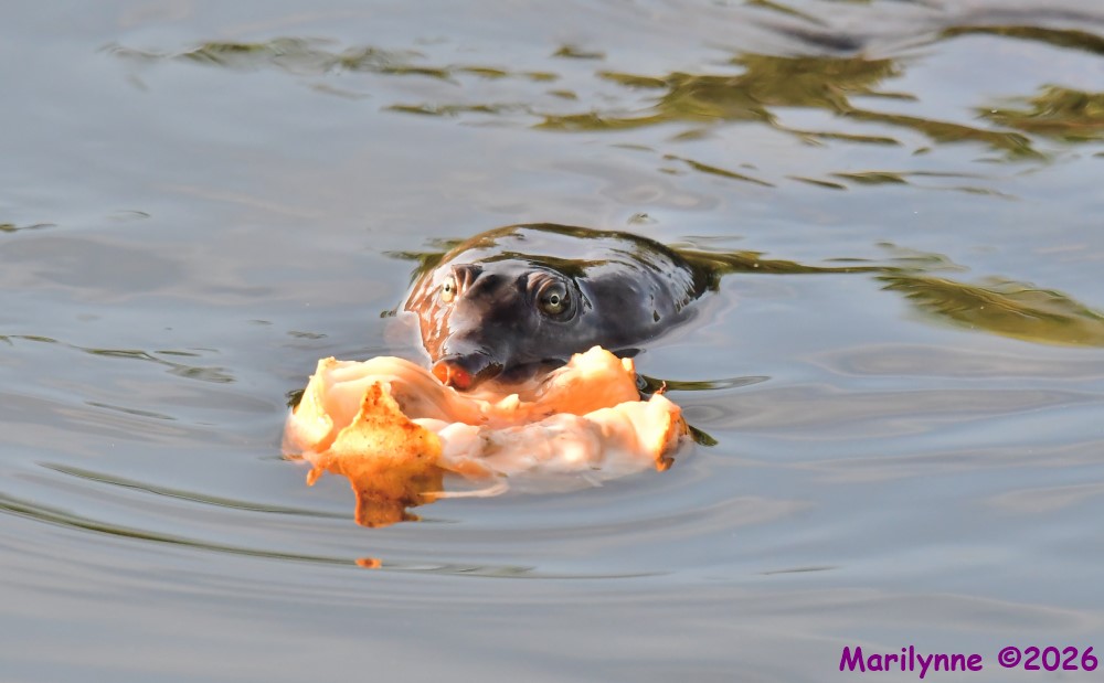 DSC_0556_001.JPG