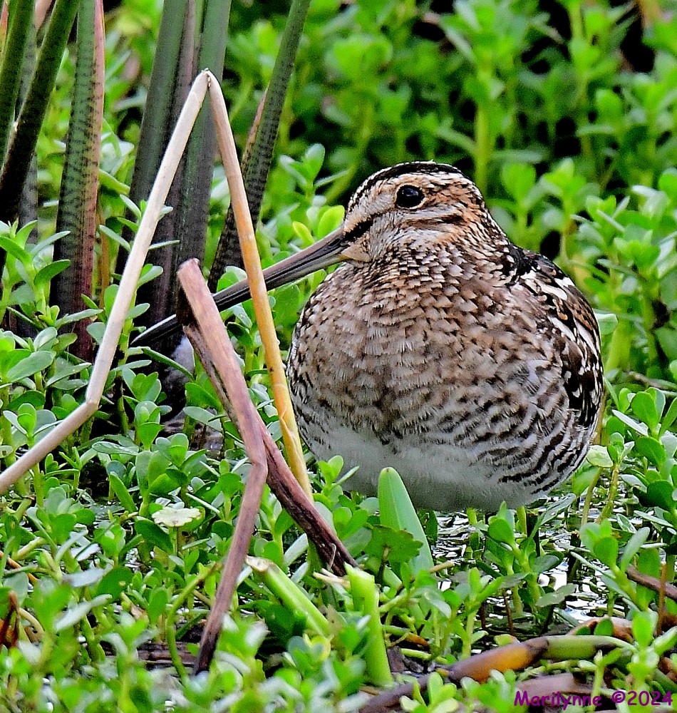 DSC_0557_001.JPG