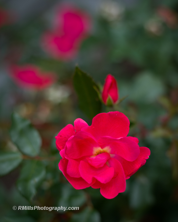 DSC_0557_3930.jpg