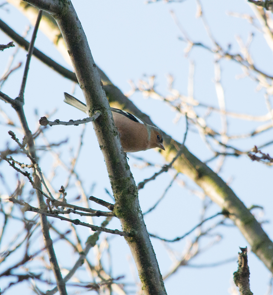 DSC_0558.jpg