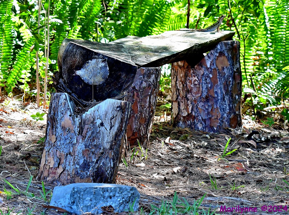 DSC_0559_001.JPG