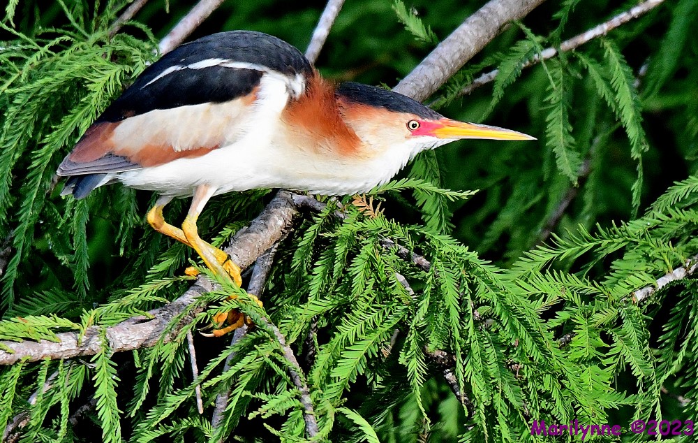 DSC_0560_001.JPG