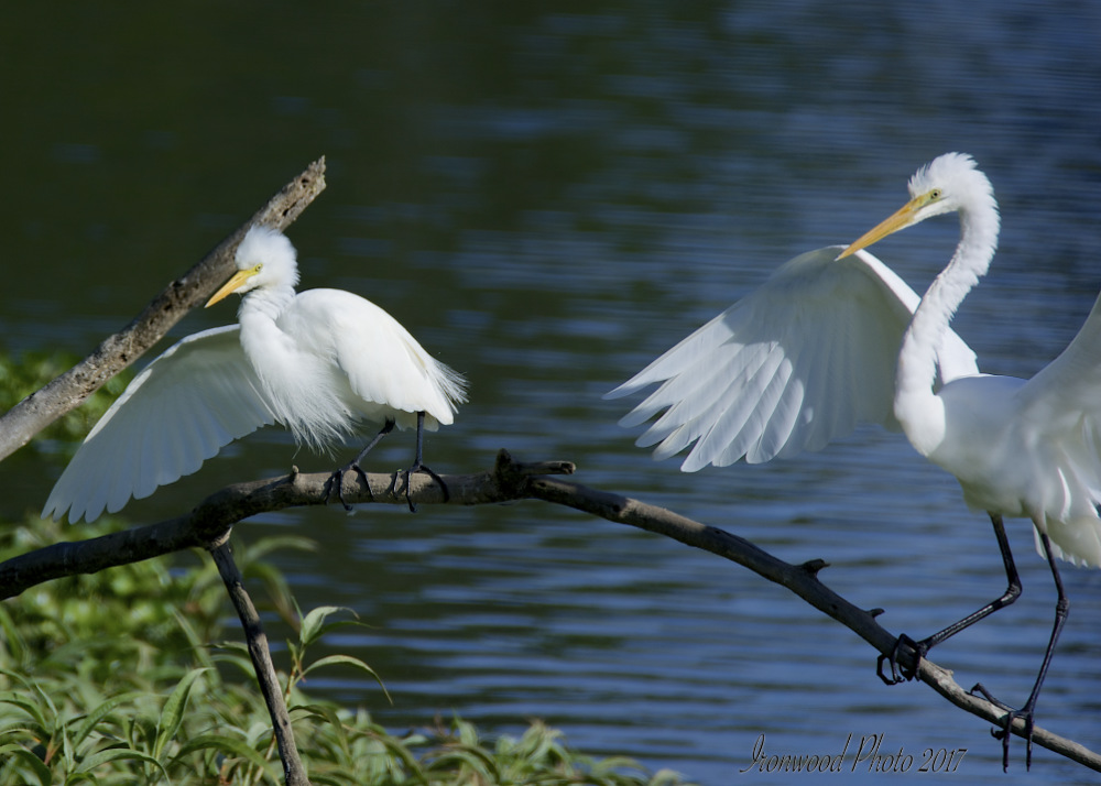 DSC_0562.jpg