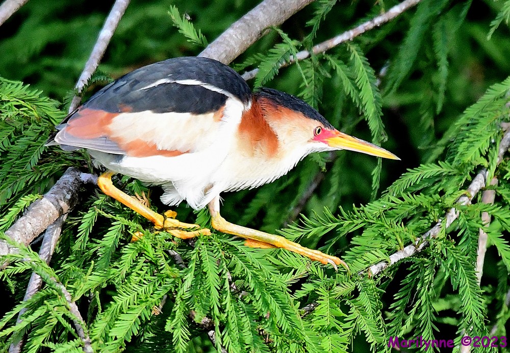 DSC_0564_001.JPG