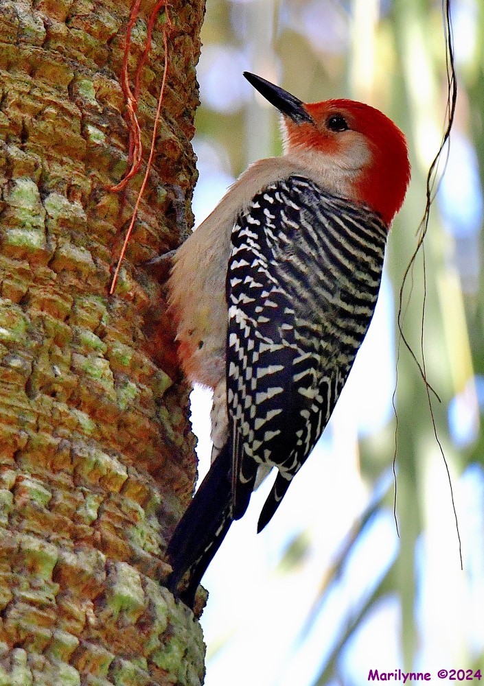DSC_0564_001.JPG