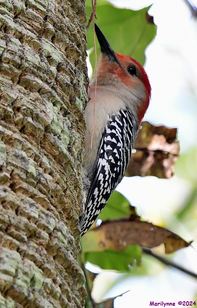 DSC_0566_001.JPG