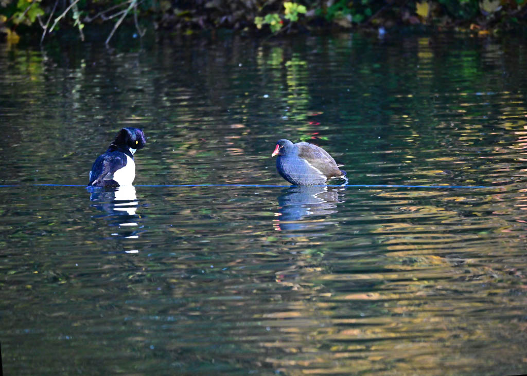 DSC_0568.jpg