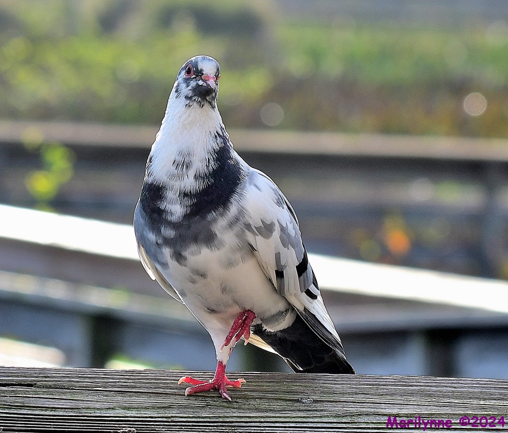 DSC_0571_001.JPG