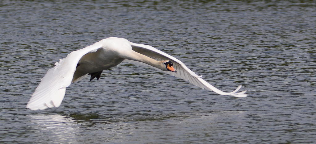 DSC_0572.jpg