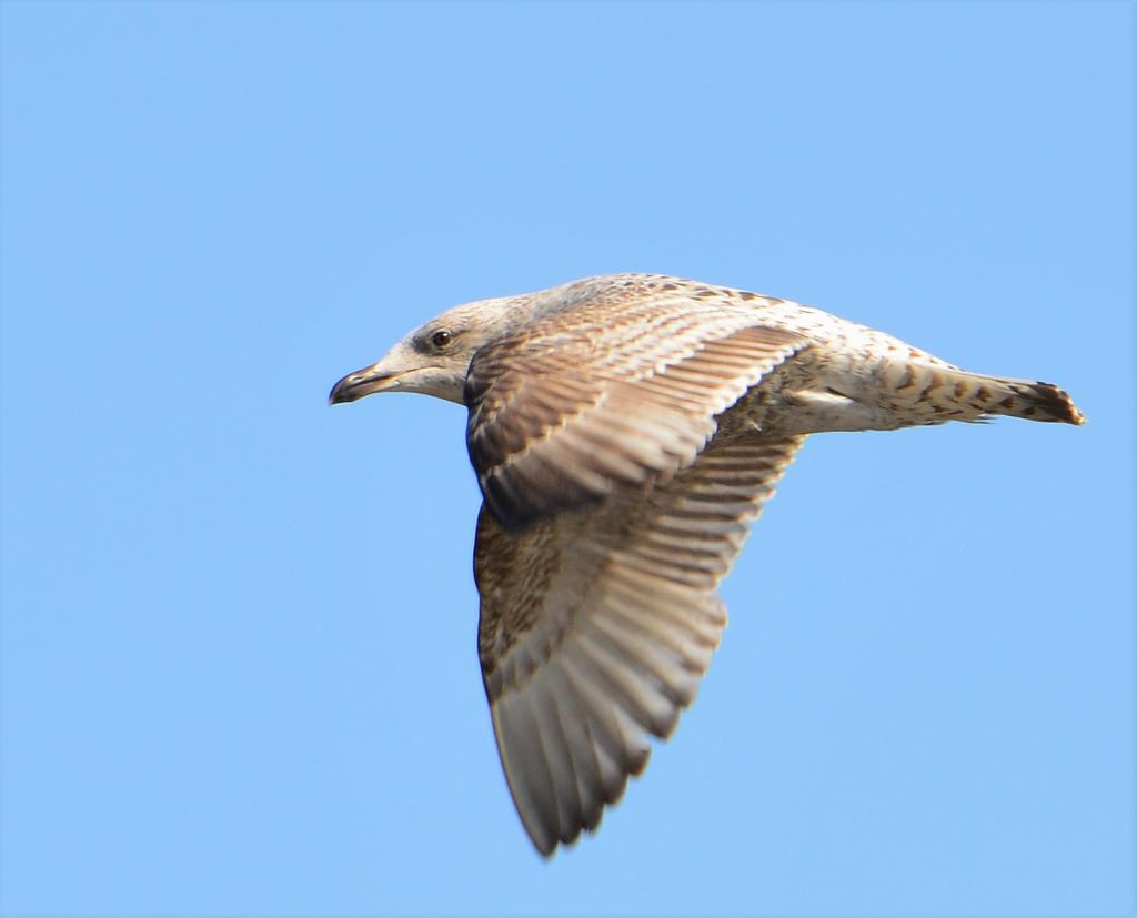 DSC_0572.jpg