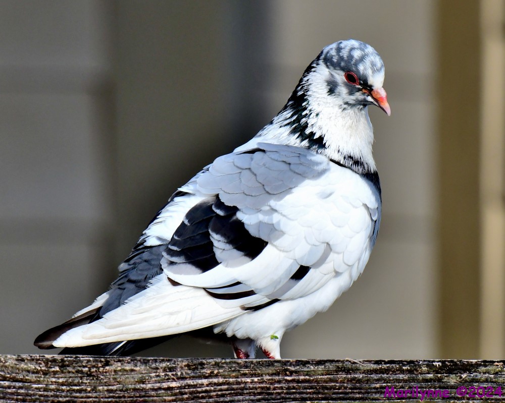 DSC_0573_001.JPG
