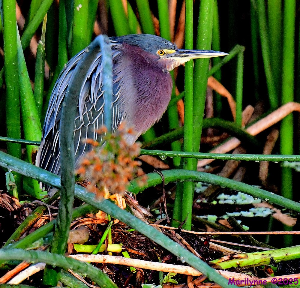 DSC_0574_001.JPG