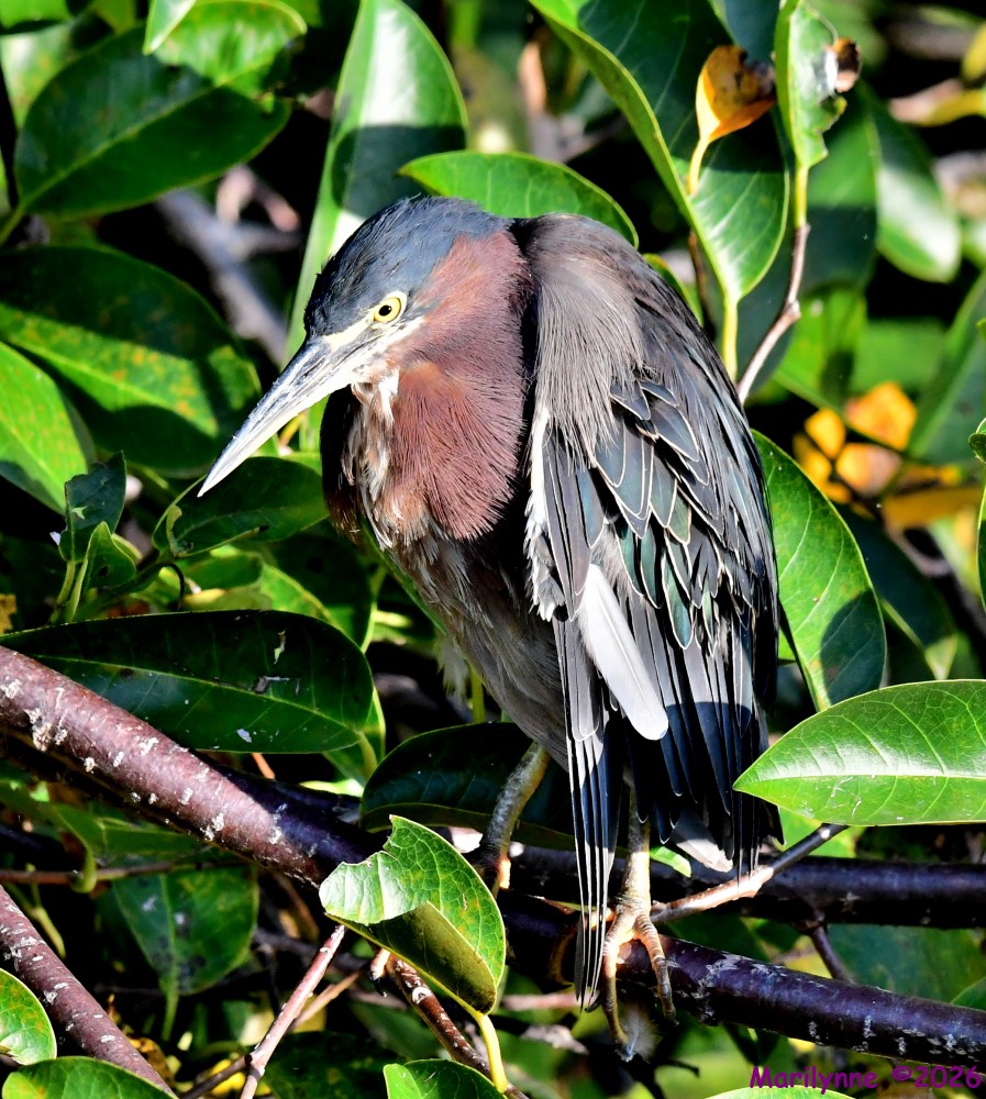 DSC_0576_001.JPG