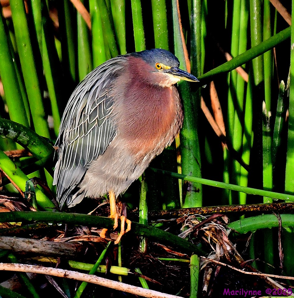 DSC_0579_001.JPG