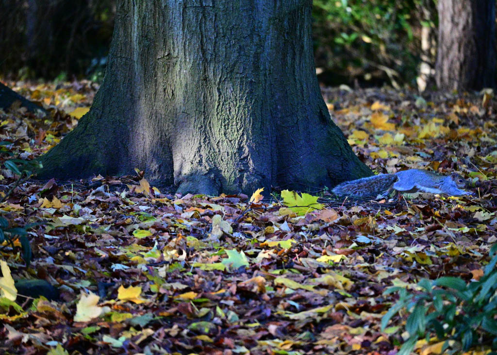 DSC_0581.jpg