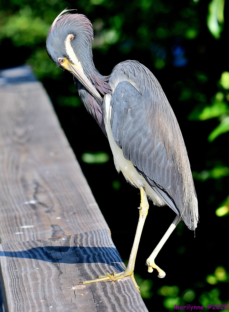 DSC_0581_001.JPG