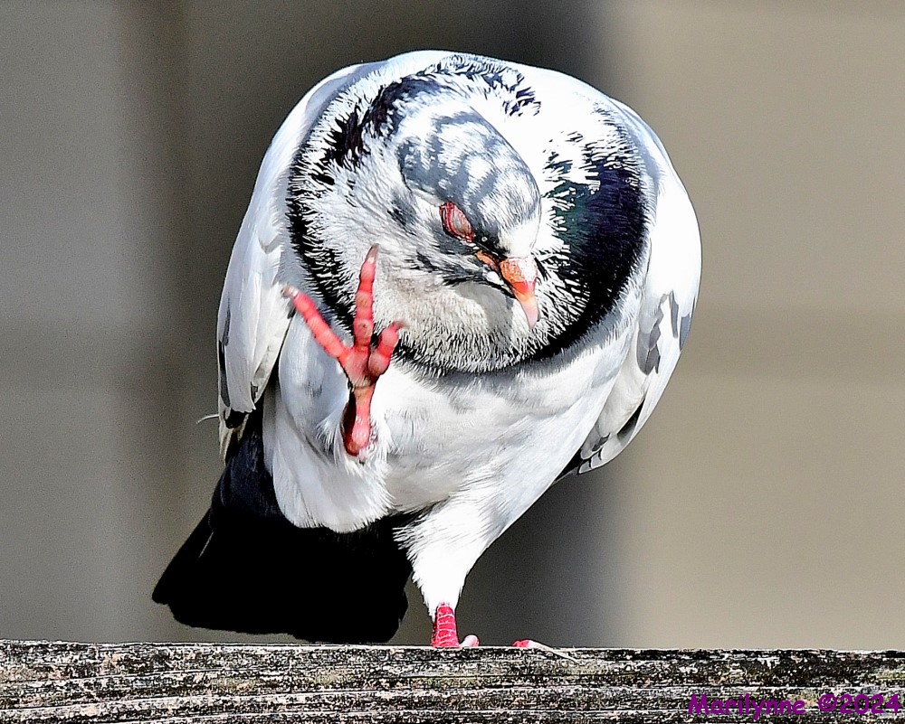 DSC_0584_001.JPG