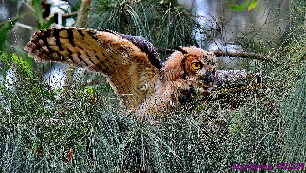 DSC_0584_001.JPG