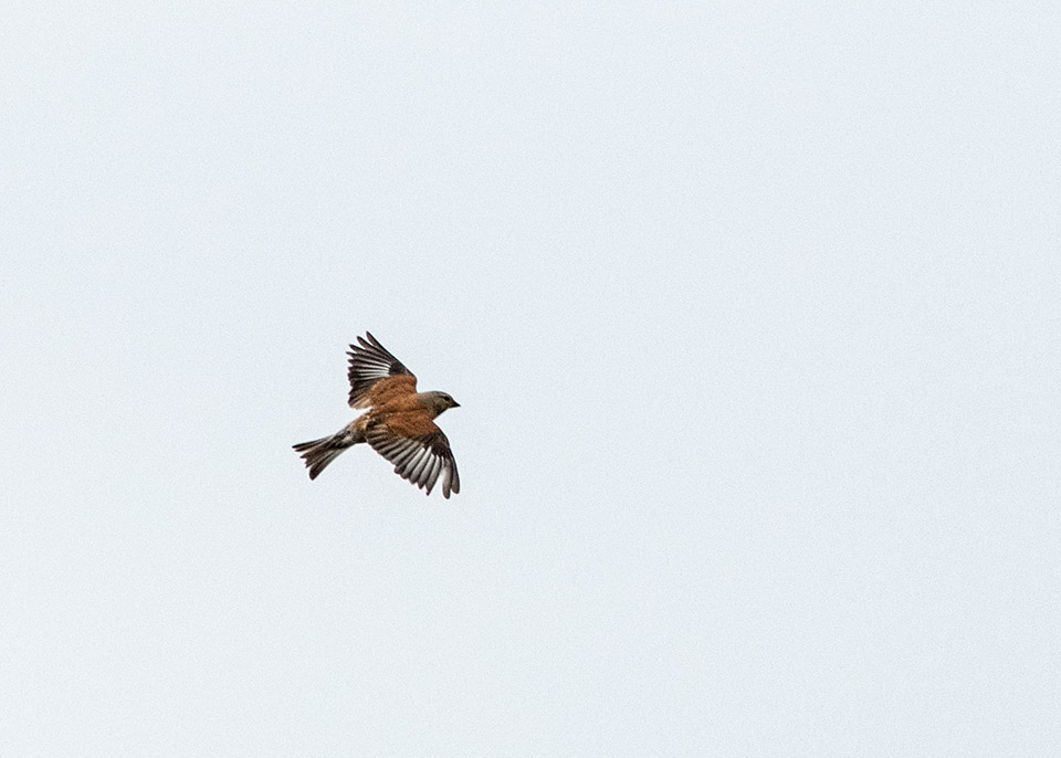 DSC_0585.jpg