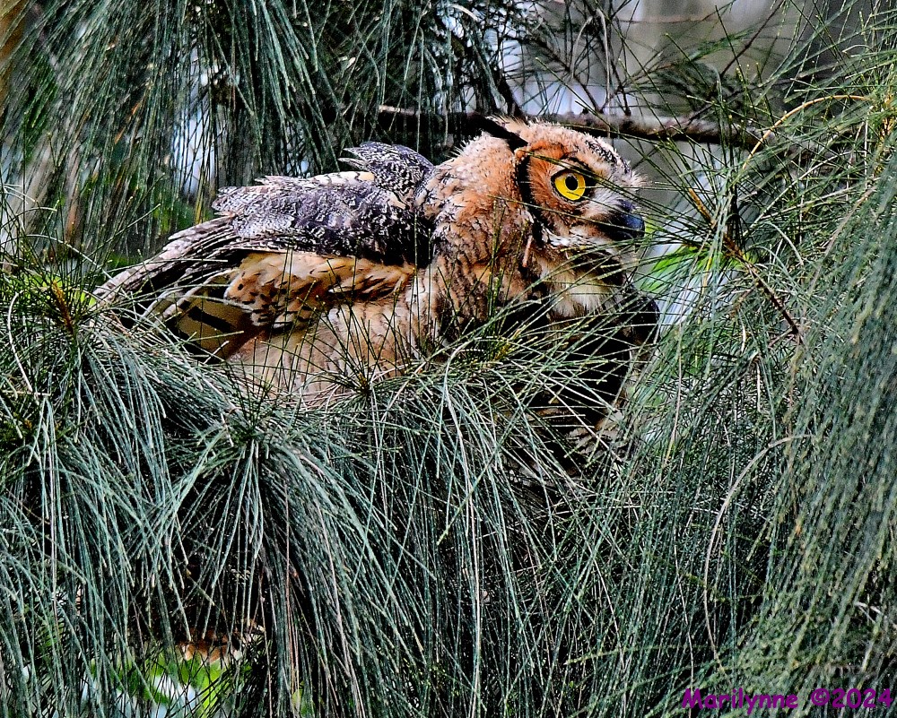 DSC_0585_001.JPG