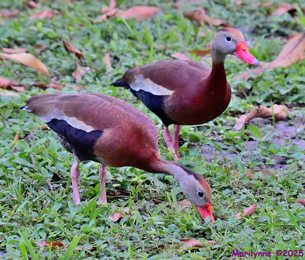 DSC_0587_001.JPG