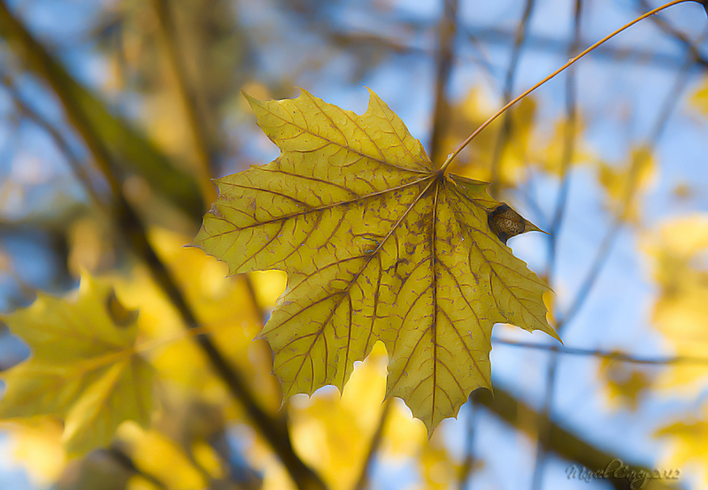 DSC_0589.jpg
