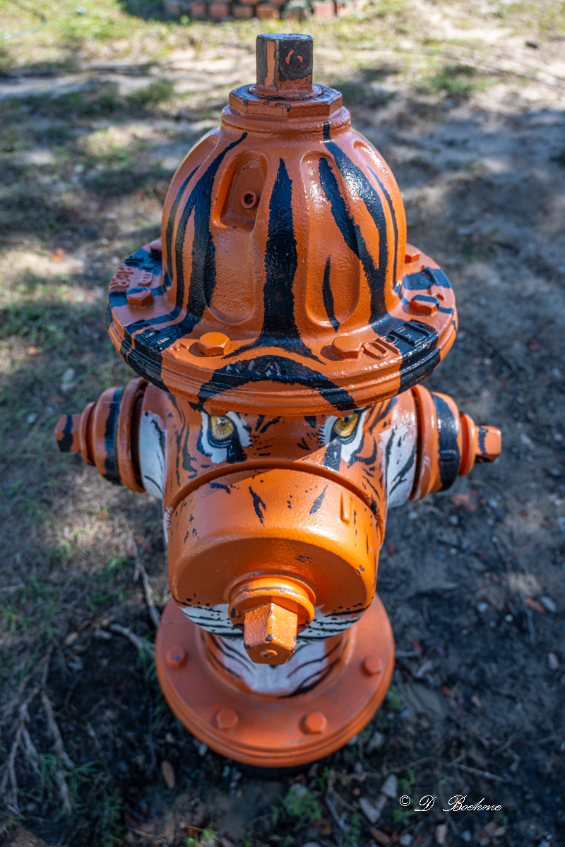 DSC_0591.jpg