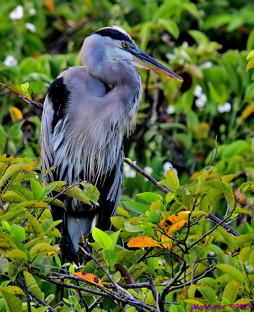 DSC_0592_001.JPG