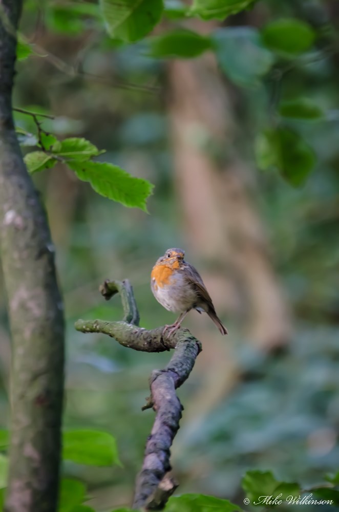 DSC_0593.jpg
