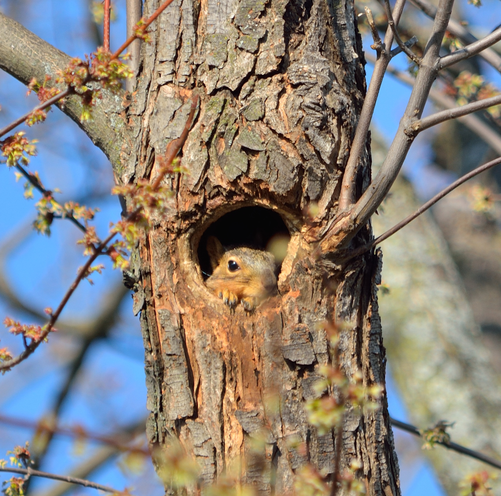 DSC_0597.jpg nxd.jpg