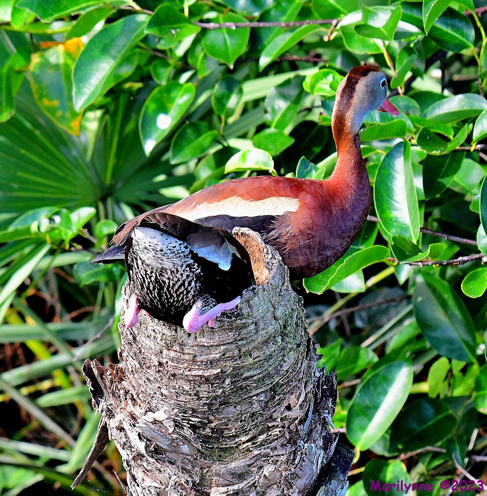 DSC_0598_001.JPG