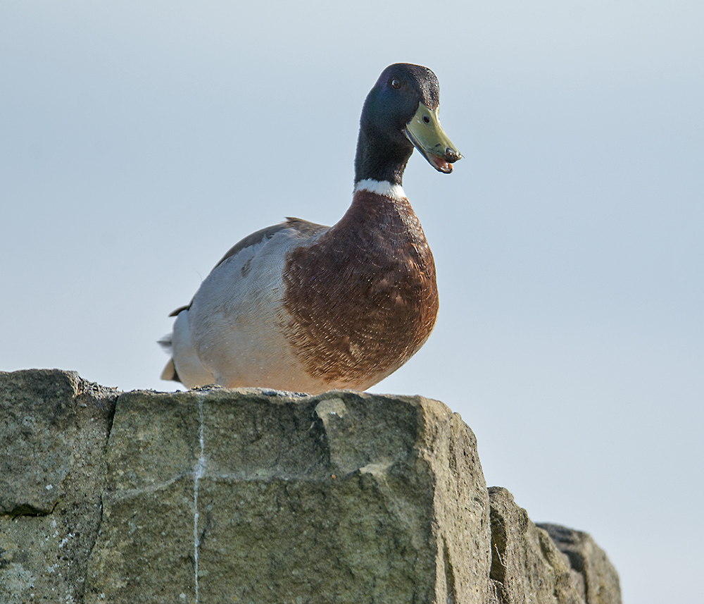 DSC_0599.jpg