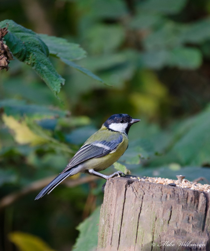 DSC_0599.jpg
