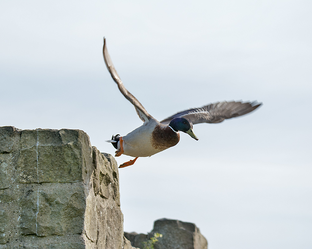 DSC_0600.jpg