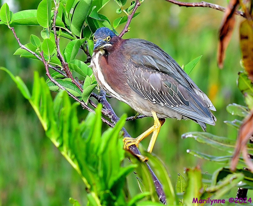 DSC_0600_001.JPG