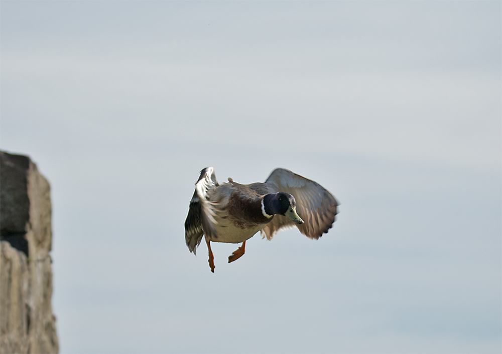 DSC_0601.jpg