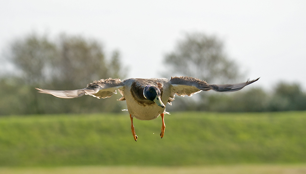DSC_0602.jpg