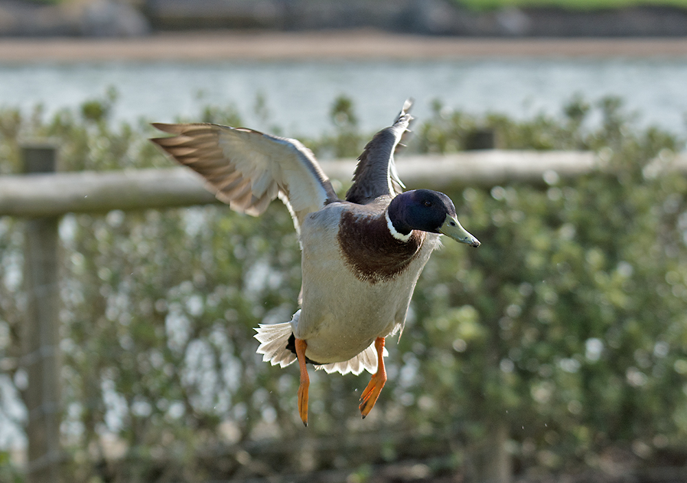 DSC_0603.jpg
