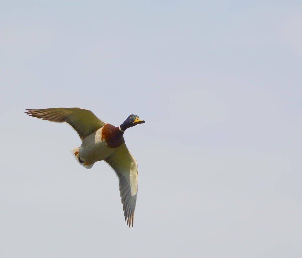 DSC_0603.jpg