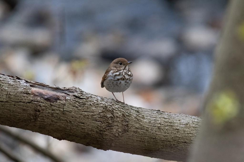 DSC_0603.jpg