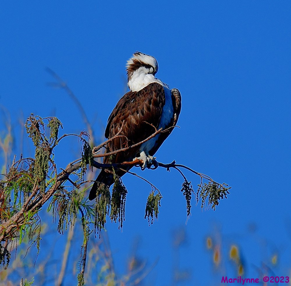 DSC_0603_001.JPG