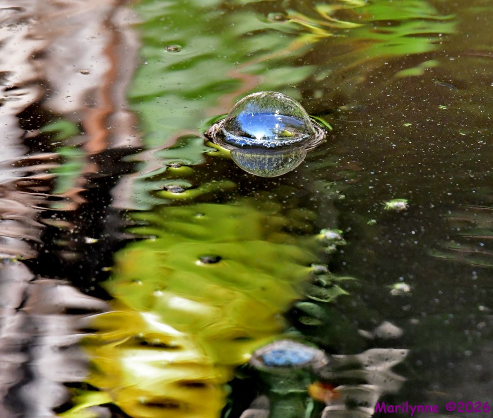 DSC_0603_001.JPG