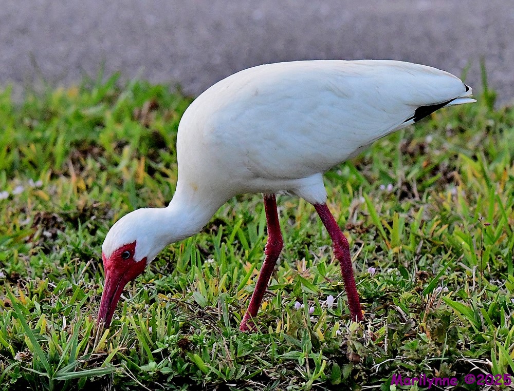 DSC_0604_001.JPG