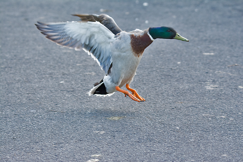 DSC_0605.jpg