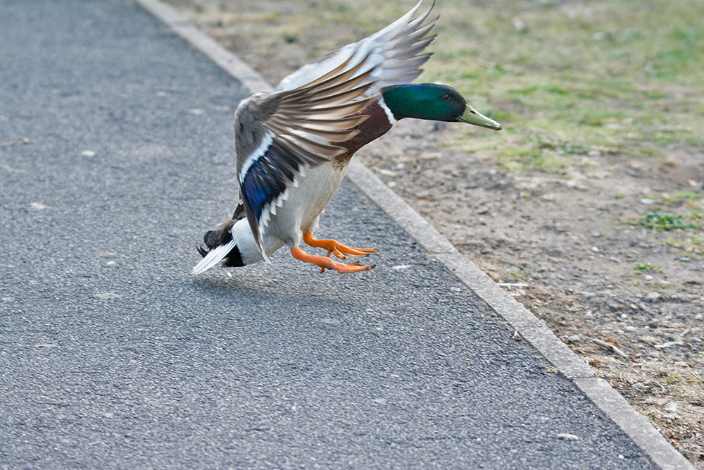 DSC_0606.jpg